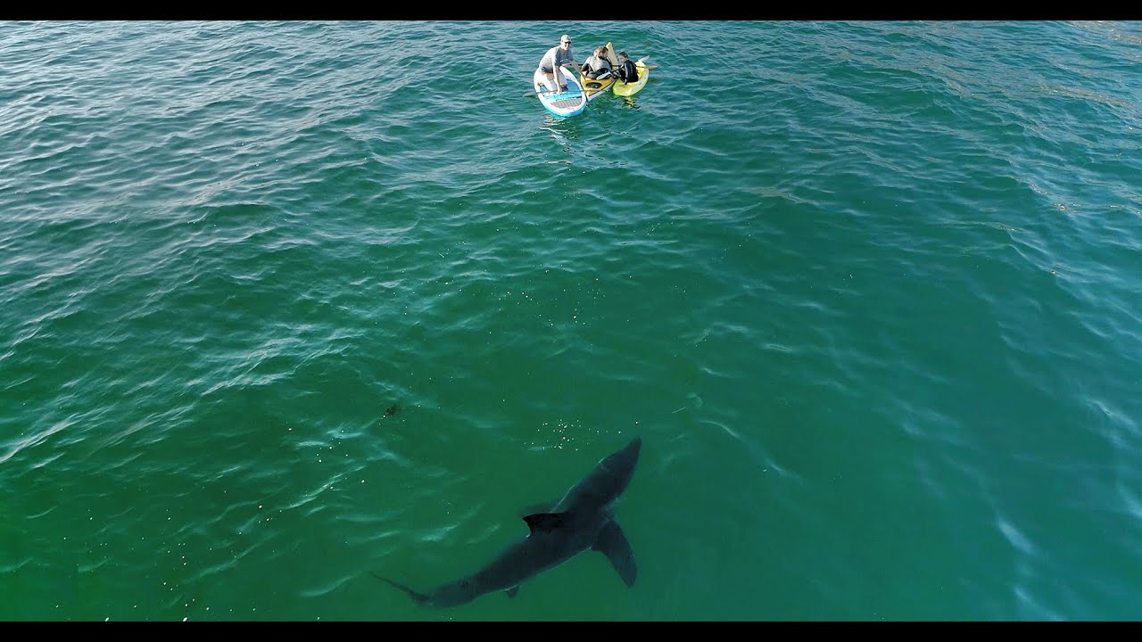 shark-drone-footage.jpg