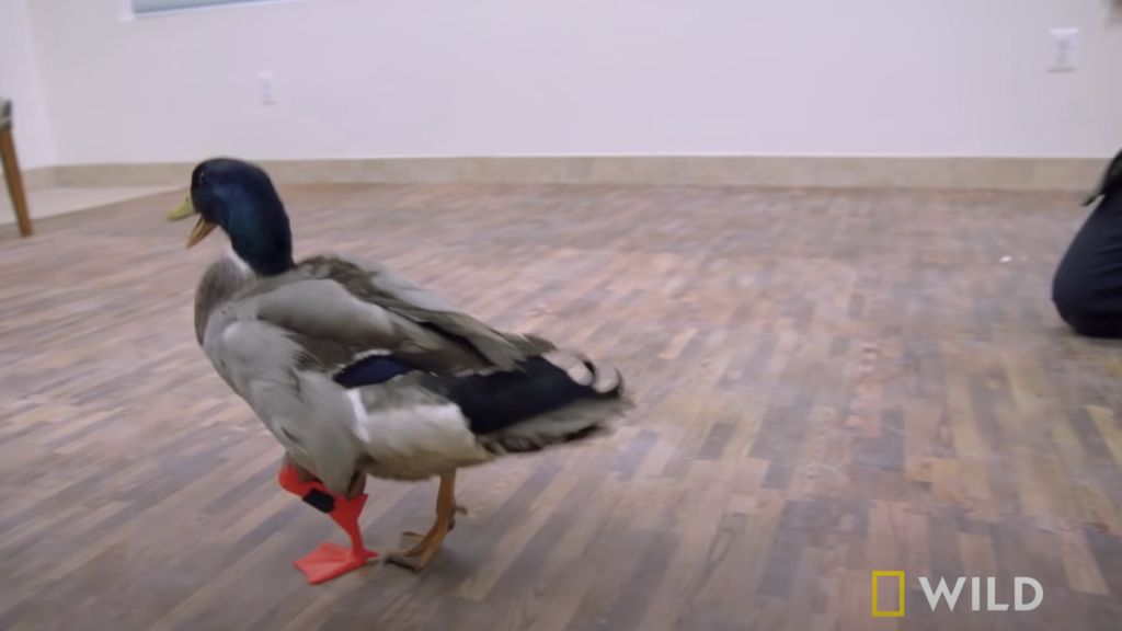 duck-gets-3d-printed-leg.jpg