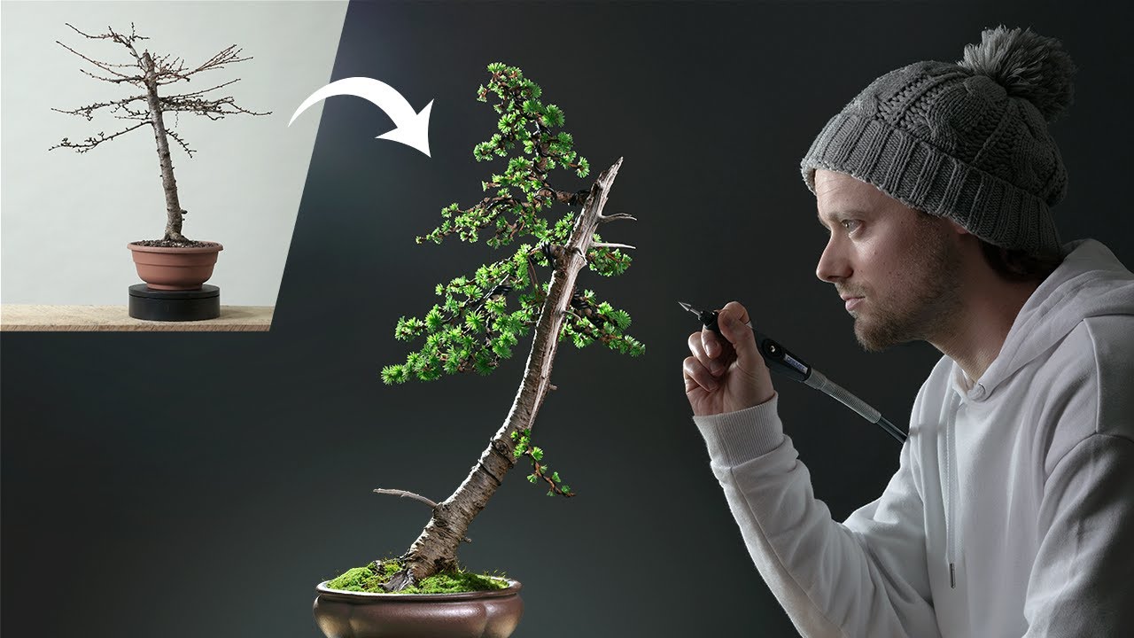 japanese-larch-bonsai.jpg
