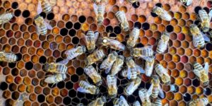 queen bees honey comb hive