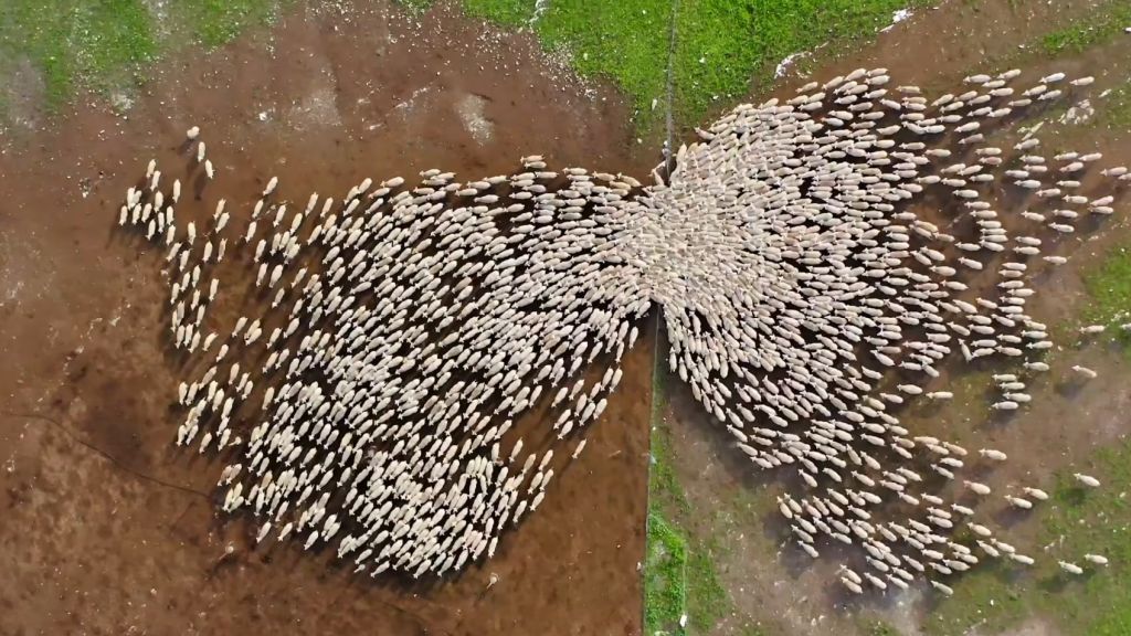 time-lapse-sheep-herding.jpg
