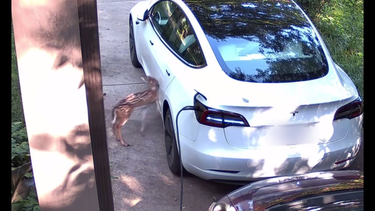 baby-deer-runs-into-tesla.jpg