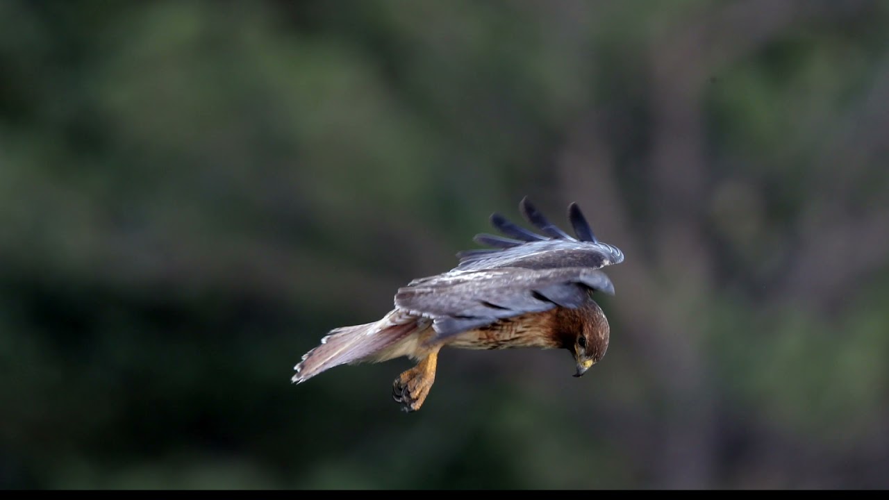 hawk-head-stabilization.jpg