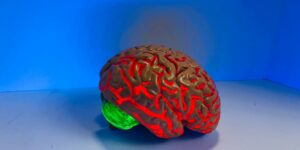 human brain human physiology medical mind