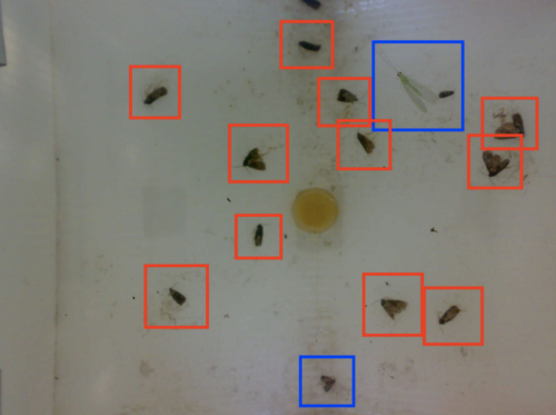 codling moth detection