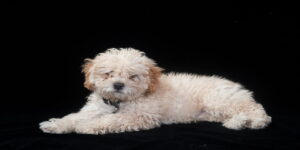 poodle dog cute puppy pet