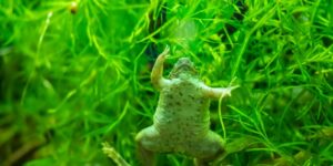closeup-shot-african-clawed-frog