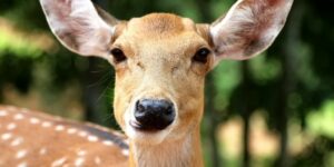 deer wildlife doe
