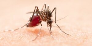 mosquito