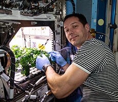 NASA Astronauts Grew Green Chile On ISS And Feasted On The Best Space Tacos Yet
