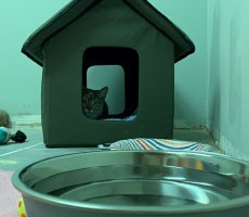 Is Your Self-Heating Starlink Satellite Dish Getting Thwarted By Cats? Try These Heated Kitty Condos