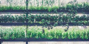 hydroponics nursery greenery farming plants