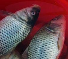 DHL Sits Atop The Top 10 Most Spoofed Brands In Phishing Attacks Topping Microsoft