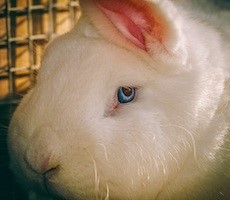 FIN8 Hackers Deploy Evasive White Rabbit Ransomware To Attack US Banks