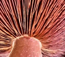 Apple's Shot On iPhone Challenge Wants Your Best Macro Photos, Here's How To Enter