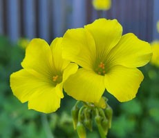 First Samsung Galaxy S22 Camera Samples Are Stunning In Zoom And Low Light Modes