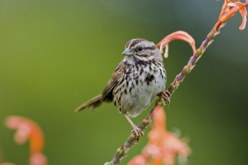 Image of a bird perched on a branch.