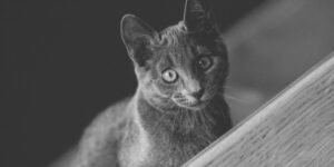 Little russian blue kitty on the stairs