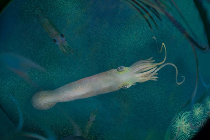 An artistic reconstruction of the newly described 328-million-year-old vampyropod, <em>Syllipsimopodi bideni</em>.