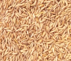 Researchers Develop Method To Make Quantum Dot LEDs From Recycled Rice Husks