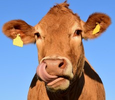 Moo! Scientists Are Studying Belching Cows From Space To Combat Climate Change