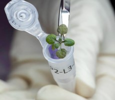 Moon Greenhouses An Exciting Viable Food Source As Researchers Grow Plants In Lunar Soil