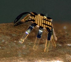 This Tiny Crab Robot Is Smaller Than A Flea But Can Bend, Crawl And Even Jump