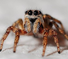 Former eBay Execs Plead Guilty To Bizarre Harassment Campaign Involving Spiders