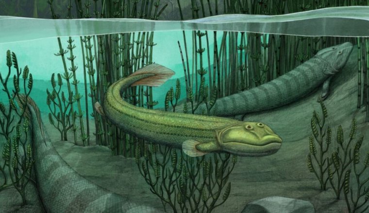 An artist’s vision of Qikiqtania enjoying its fully aquatic, free-swimming lifestyle.