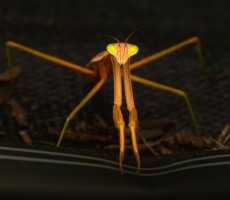 Beware Of Roaming Mantis Malware Phishing Campaign Preying On Android And iOS Users