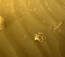 NASA's Mars Rover Cooks Up Bizarre Photo Of Martian Spaghetti On Red Planet