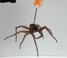 Scientists Are Turning Dead Spiders Into Zombie Robots And It's Creepy AF