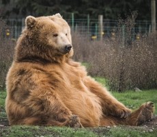 Microsoft Cloud Services Are Vulnerable To Nefarious Cozy Bear MFA Hacking Campaign