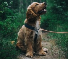 Microsoft Patches DogWalk Zero-Day Flaw That Cruised Past Windows Defenses