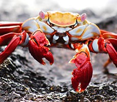 Forget The Energizer Bunny, Your Next Battery Could Be Made Of Crab Shells And Squid