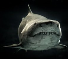 Sharkbot Malware Swims Back To Google Play To Bite New Victims, Delete These Apps Now