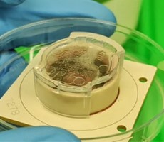 Lab-Grown Brain Cells Are Playing Pong But Scientists Have More Than Gaming In Mind