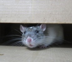 New Sinister RatMilad Spyware Steals Data And Records Audio To Blackmail Android Users