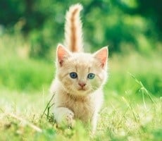 Iranian Hacker Group Pivots Targets To Support Hostile IRGC Operations