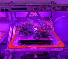You Say Tomato, NASA Says Let's Grow Them In Space And Feed Them To Astronauts