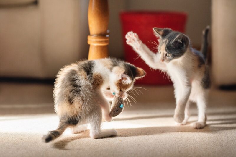 two kittens playing