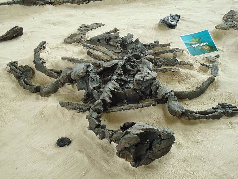 Image of dark brown bones on a tan background.