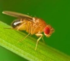 Scientists Map A Fruit Fly’s Brain With Over A Half Million Synapses And It’s Amazing