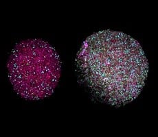 Biocomputers Powered By Actual Human Brain Cells Could Leave AI In The Dust