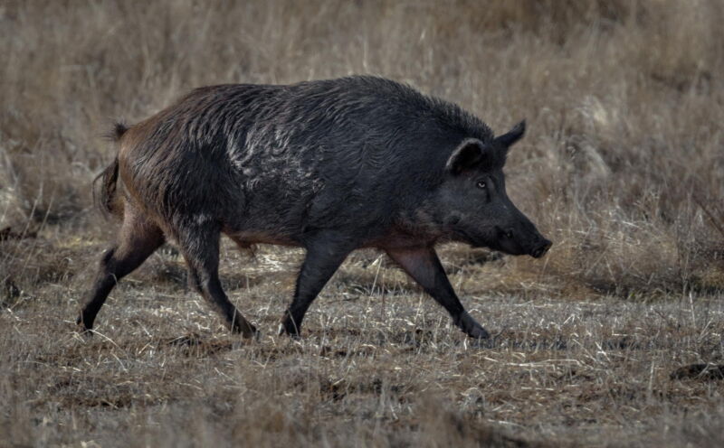 Wild Boar moves through field