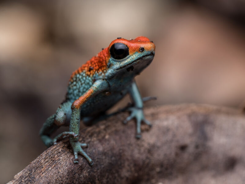 poison dart frog on a leaf
