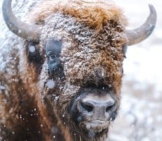 Bad Idea? Scientists Want To Clone An Extinct Siberian Bison In Jurassic Park Fashion