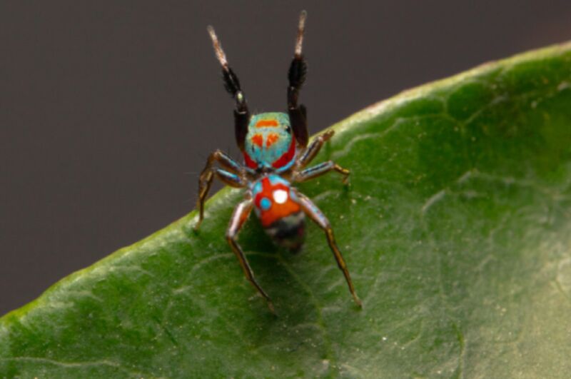 The colorful jumping spider <em>Siler collingwoodi</em> mimics the walk of an ant to evade predators.