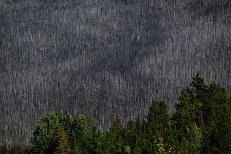 PIcture of forest with lots of dead trees
