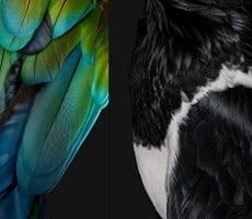 Google Releases A Flock Of New Wallpapers For Its Pixel 7a Smartphone